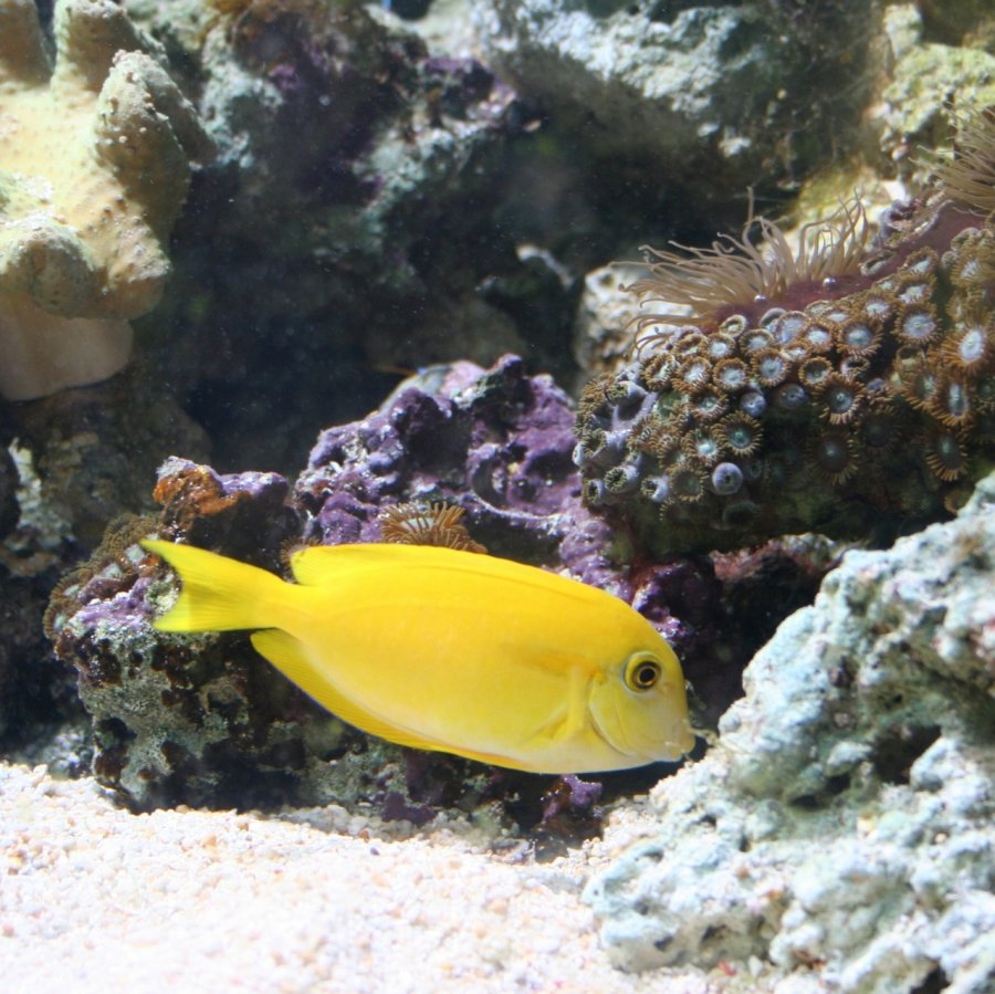 Желтая рыбка на Фиджи